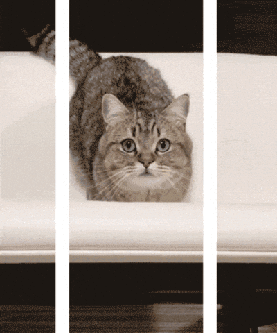 Curious cat